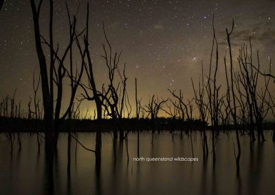 Tinaroo Night Forest