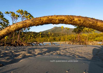 Daintree Coast 2