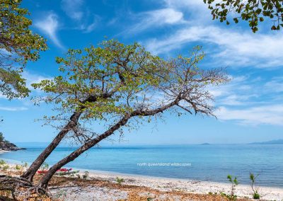 Pelorus-Island-(2)