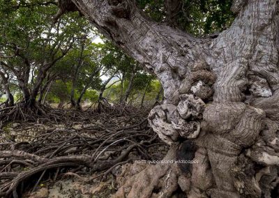 The Mangrove Coast (1)