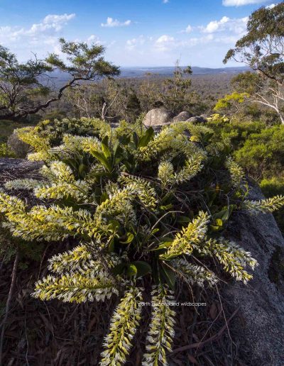 Orchids Bald Rock NP 2